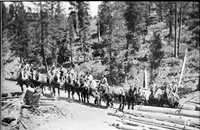 1922, Pioneerville Reed logging crew Hall Gulch
